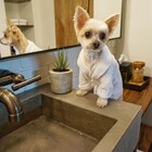Pet-Friendly