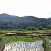 香蕉糖渡假村