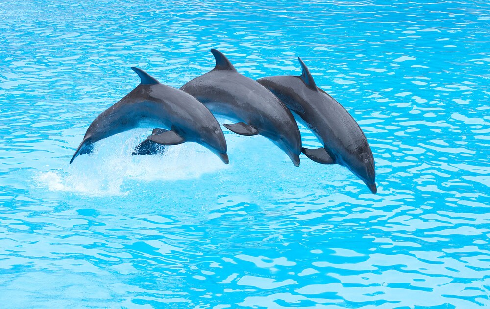 Four Points by Sheraton San Diego - SeaWorld, San Diego Four Points by Sheraton San Diego - SeaWorld, San Diego