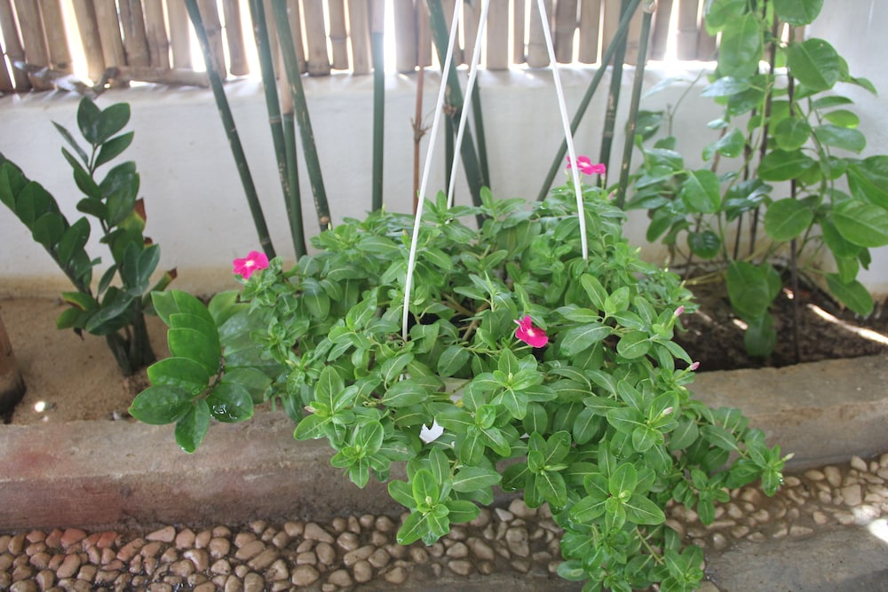 An Bang Vera Homestay, Hoi An An Bang Vera Homestay, Hoi An
