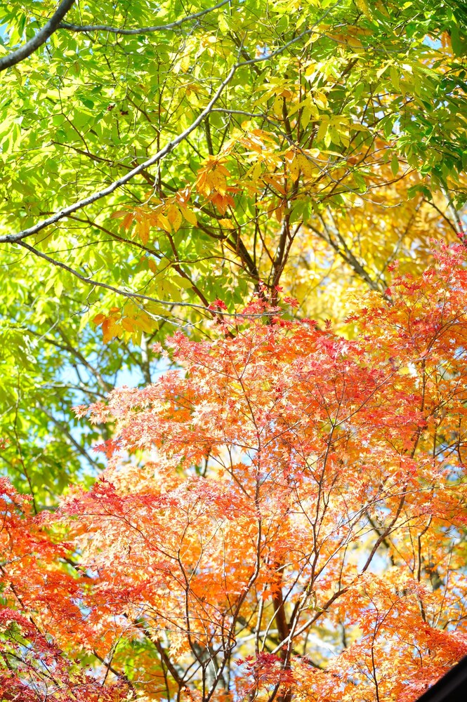 Ryokan Ikoisanso, Karuizawa Ryokan Ikoisanso, Karuizawa
