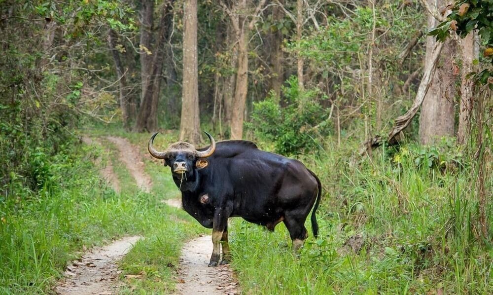 Tharu 20for7 Holiday House, Sauraha Tharu 20for7 Holiday House, Sauraha