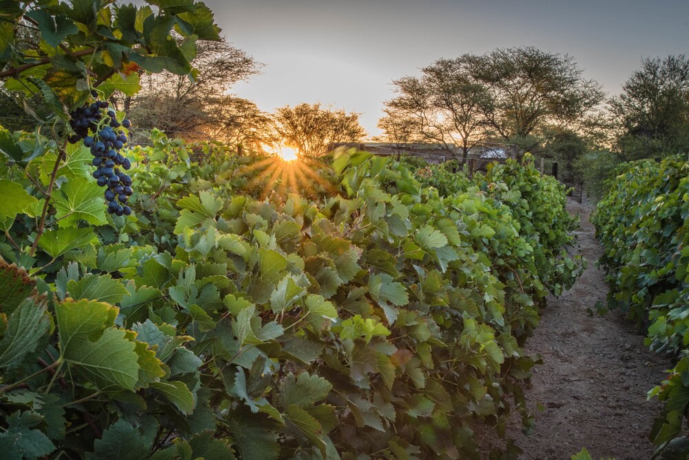 Neuras Wine & Wildlife Estate, Sesriem Neuras Wine & Wildlife Estate, Sesriem