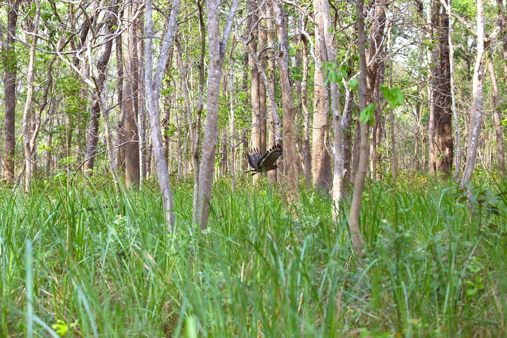 Safari Adventure Lodge, Sauraha Safari Adventure Lodge, Sauraha