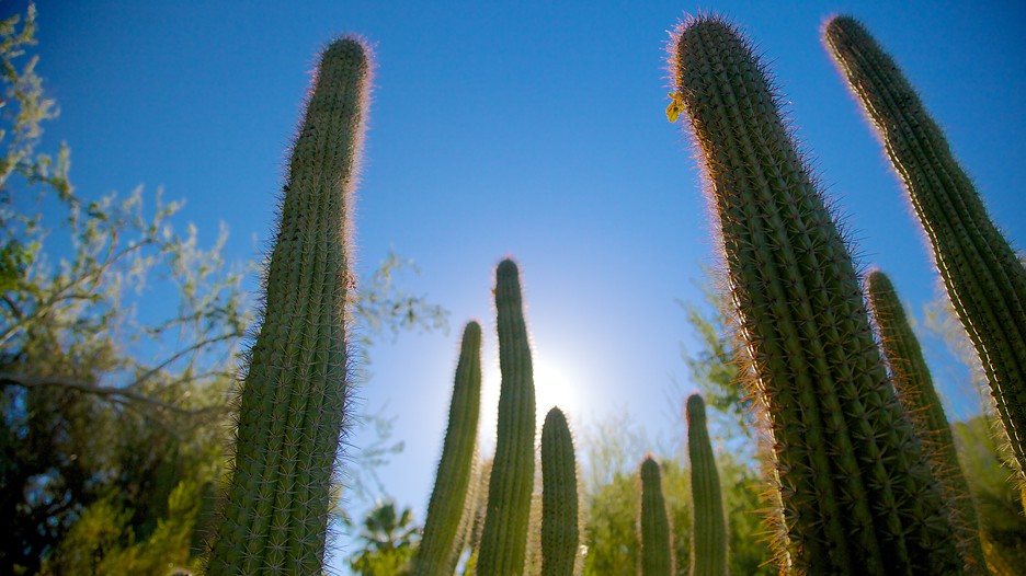 Jardim Botânico Moorten e Cactarium - Palm Springs - Tourism Media