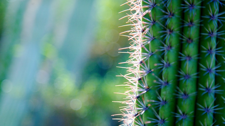 Jardim Botânico Moorten e Cactarium - Palm Springs - Tourism Media