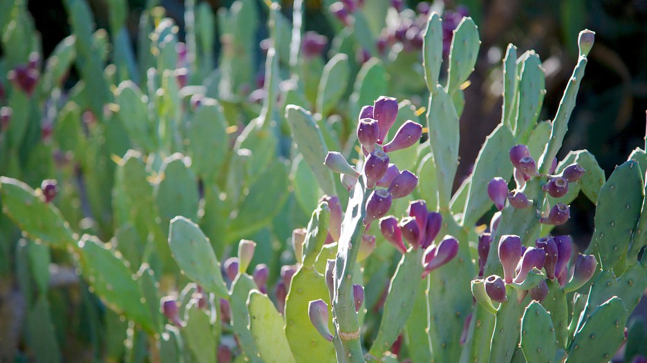 Jardim Botânico Moorten e Cactarium - Palm Springs - Tourism Media