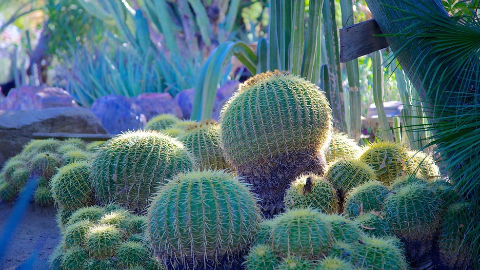 Jardim Botânico Moorten e Cactarium - Palm Springs - Tourism Media