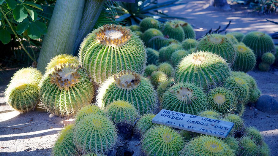 Jardim Botânico Moorten e Cactarium - Palm Springs - Tourism Media