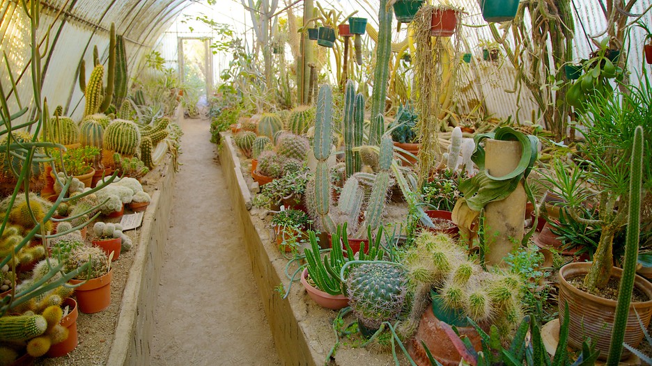Image Result For Moorten Botanical Garden Image Result For Moorten Botanical Garden