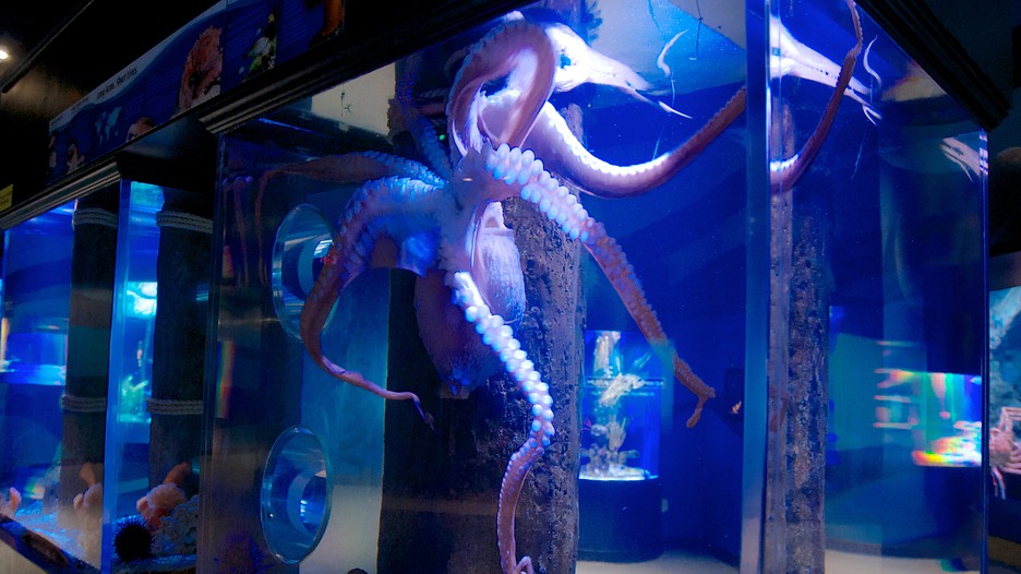 Newport Aquarium in Cincinnati, Kentucky Expedia