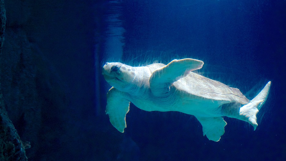 Newport Aquarium in Cincinnati, Kentucky Expedia