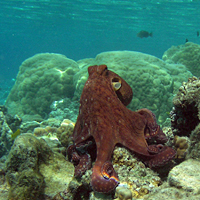 Rarotonga Lagoon Dive