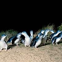 Phillip Island: Penguins, Koalas, and Wildlife Eco Tour