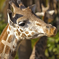 Admission to the Barcelona Zoo