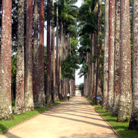 Half-Day Guided Botanical Garden Tour
