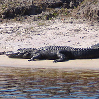 Boggy Creek Airboat Daytime Ride