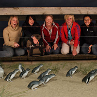 Phillip Island Ultimate Eco Tour