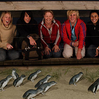 Penguin Parade Moonlight Express Tour