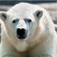 Toronto CityPASS: 5 Must-See Attractions at a Great Price