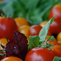 Edible BC's Granville Island Market Tour