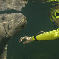 Florida Manatee Adventure and Airboat Ride