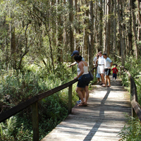 Gatorland Excursion with Airboat Safari