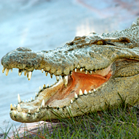 Gatorland Theme Park and Wildlife Preserve Excursion