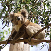 Great Ocean Road Small-Group Eco Tour