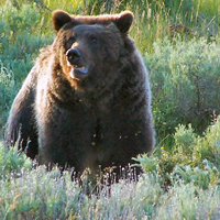 Grand Teton National Park Small Group Guided Tour
