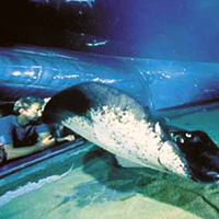 Auckland City Tour + Kelly Tarlton's Underwater World