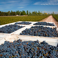 Concha Y Toro Winery Tour