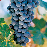 Colchagua Valley Wine Tour