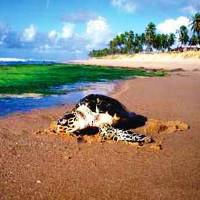 Praia do Forte Day Trip