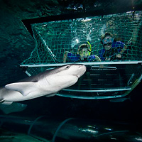 Kelly Tarlton's Sea Life Aquarium-Shark Cage