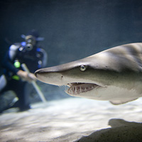 Kelly Tarlton's Sea Life Aquarium-Shark Dive Xtreme