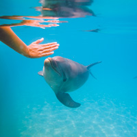 Dolphin Odyssey and Encounter