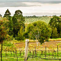 Full-Day Hunter Valley Wine and Food Tour