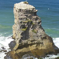 Muriwai Beach and Auckland City Tour