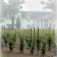 Deluxe Niagara Winery Tour
