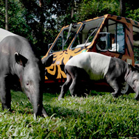 Night Safari Admission