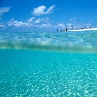Michaelmas Cay Full-Day Great Barrier Reef Cruise