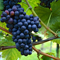 Muir Woods and Wine Country