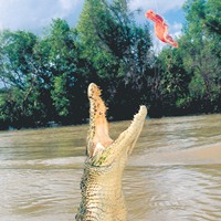 Jumping Crocodiles Cruise on Adelaide River
