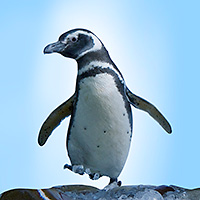 Aquarium of the Pacific