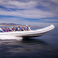 Cabo Whale Watch Adventure