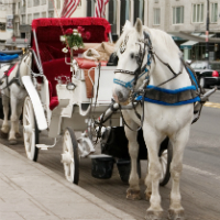 Central Park Horse and Carriage Ride