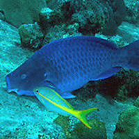 Tugboat and Reef Snorkel Tour