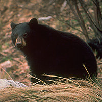 Evening Wildlife Safari