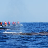 Whales and Dolphins Watching Experience